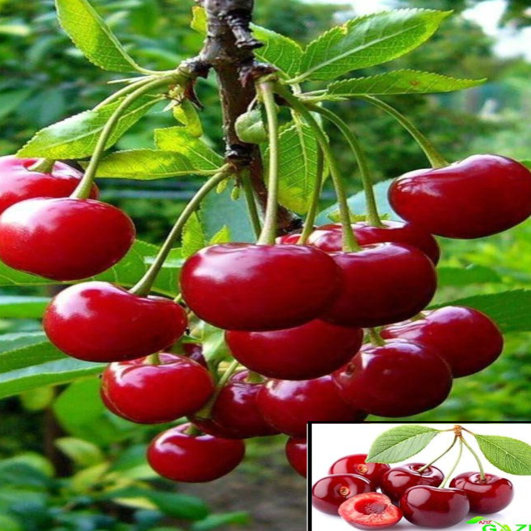 Apple Cherry original Variety Fruit Grafted Live Plants & Tree(1.5-3 Feet Size)