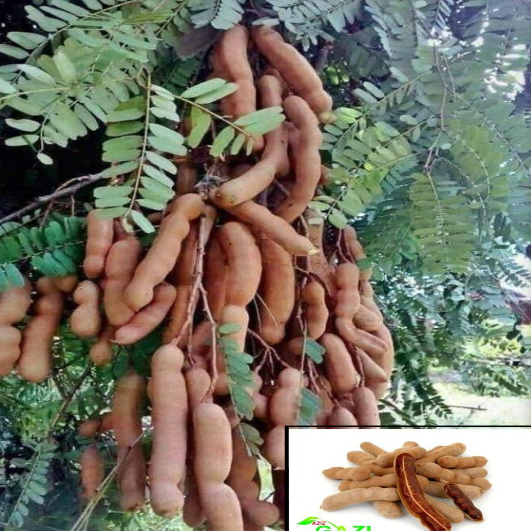 Tamarind Red Sweet Variety Imli Fruit Grafted Live Plants & Tree(1.5-3 Feet Size)