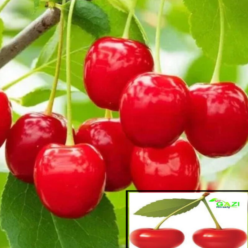 Barbados Cherry Apple Cherries Variety Fruit (Air Layering/Grafted) Live Plants & Tree