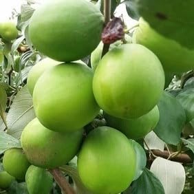 Jujube Green Apple Ber Kul Variety variety Grafted Fruit Live Plants & Tree (1-2 Feet Size)