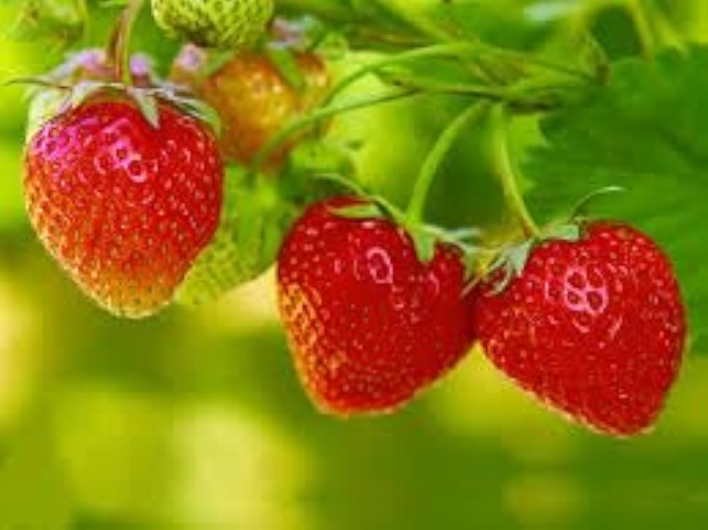 31oUPIIePeL._AC_UF1000,1000_QL80_