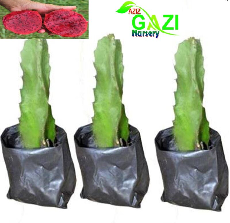 Red Dragon Fruit Live Plant (Pack of 3)