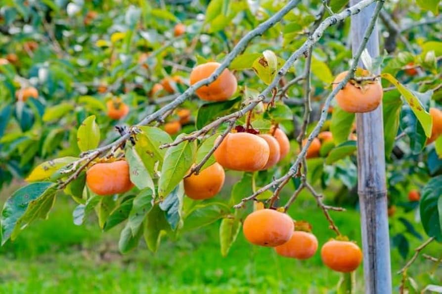 51jN9DBYBhL._AC_UF894,1000_QL80_