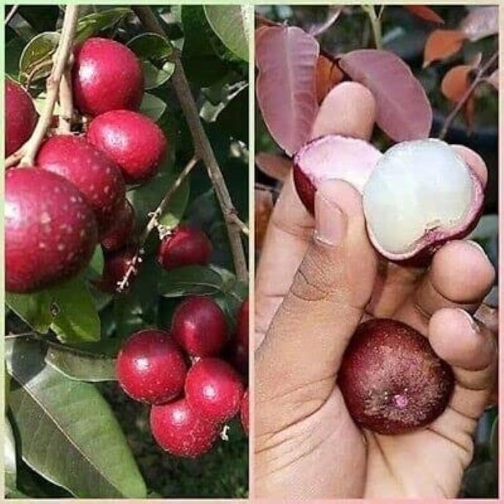 Ruby Red Plus Variety Dragon Eye Longan Grafted Live Plants & Tree(1.5-3 Feet Size)