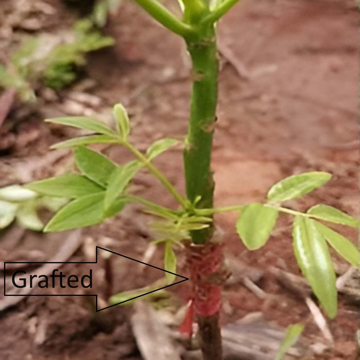 61catdWsWzL._SL1500_