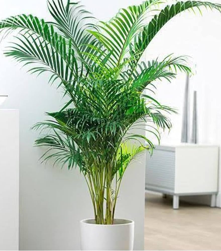 Areca Palm Air Purifier Live Plant (1.5-3 Feet Height)