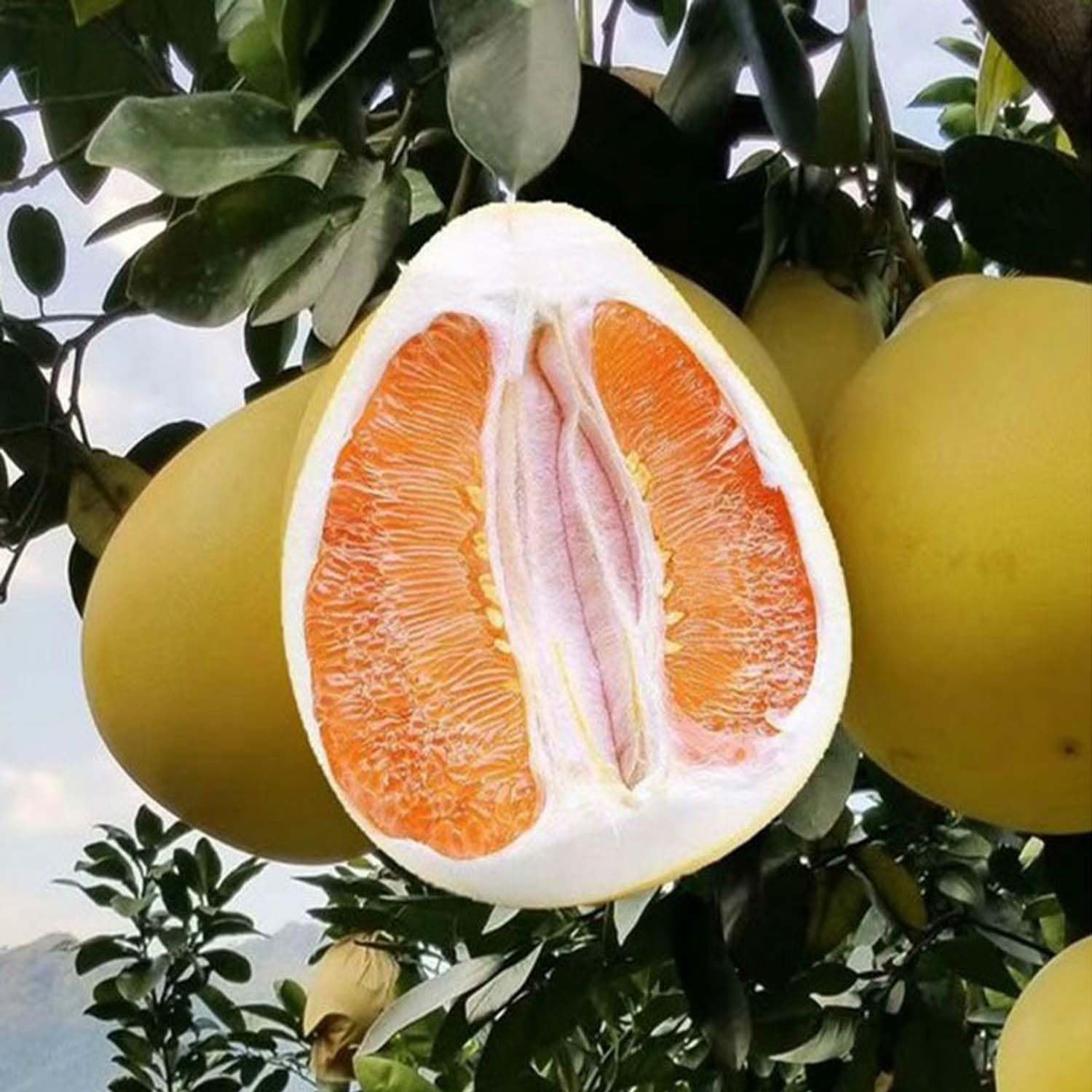 Golden Honey Pomelo Grapefruit Jambura Gaint Chakotra Batabi Lebu kambili Naranga Fruit Grafted Live Plants & Tree(1.5-3 Feet Size)
