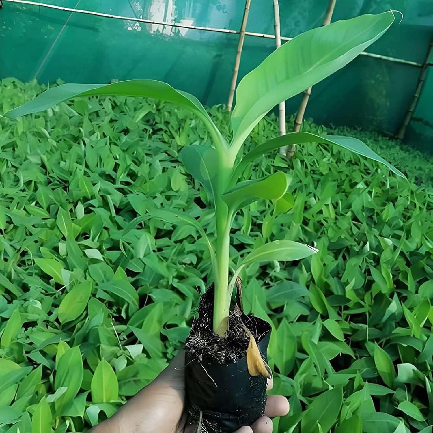 71KgM+LGtvL._SL1500_