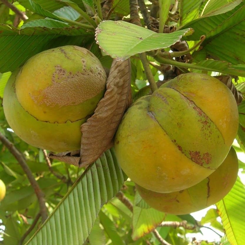 71NCmii-j9L._AC_UF10001000_QL80_