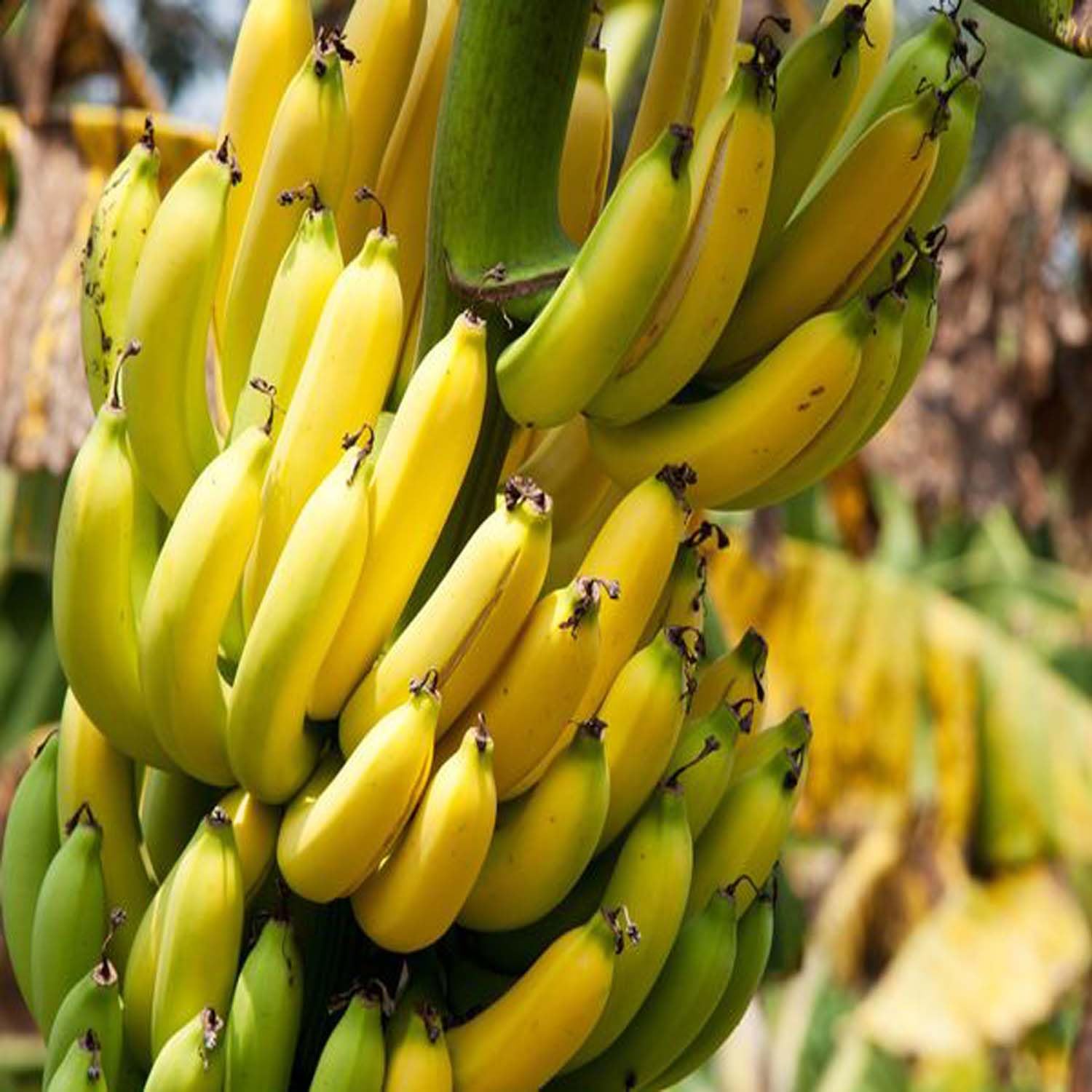 71TIa7jJvzL._SL1500_