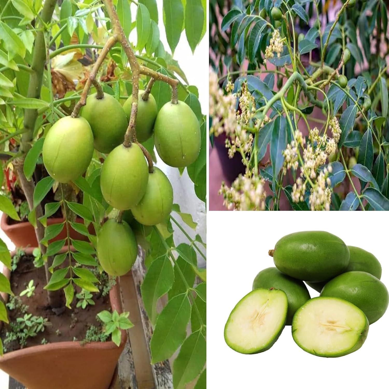 Bilati Amra Ambarella Spondias Mombin All Time Fruit Grafted Live Plants & Tree(1.5-3 Feet Size)