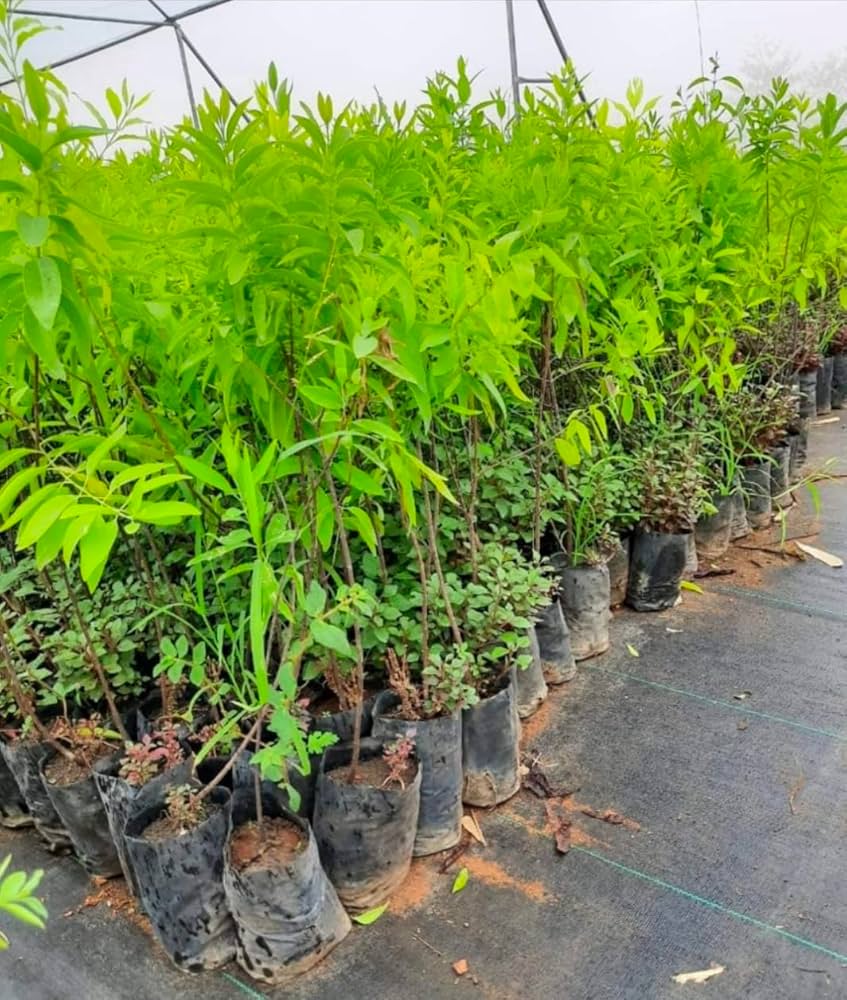 71gJt4r09kL._AC_UF1000,1000_QL80_