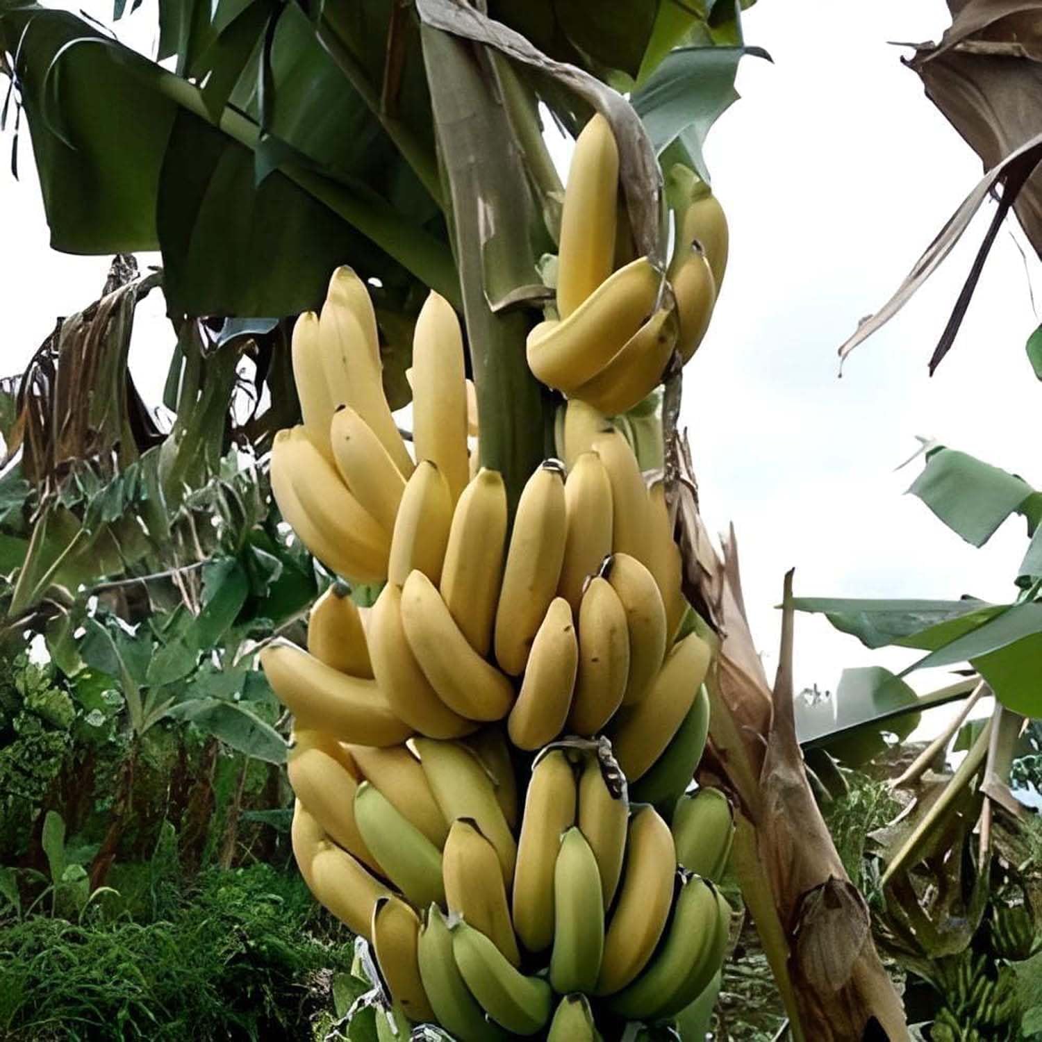 71gMB7EmgBL._SL1500_