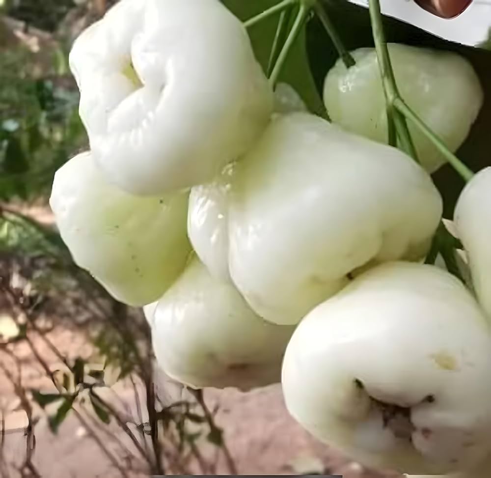 71iOgMquLUL._AC_UF1000,1000_QL80_