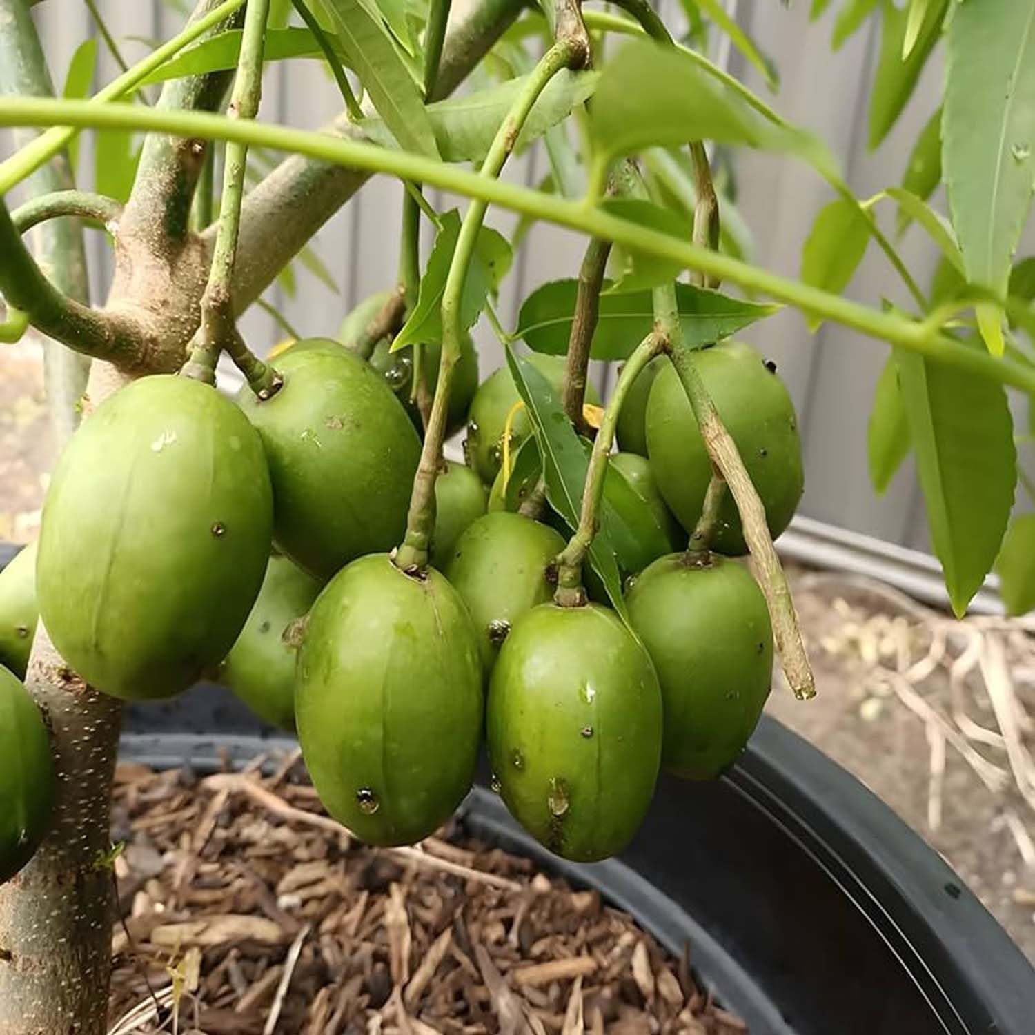 71mapqiDSDL._SL1500_