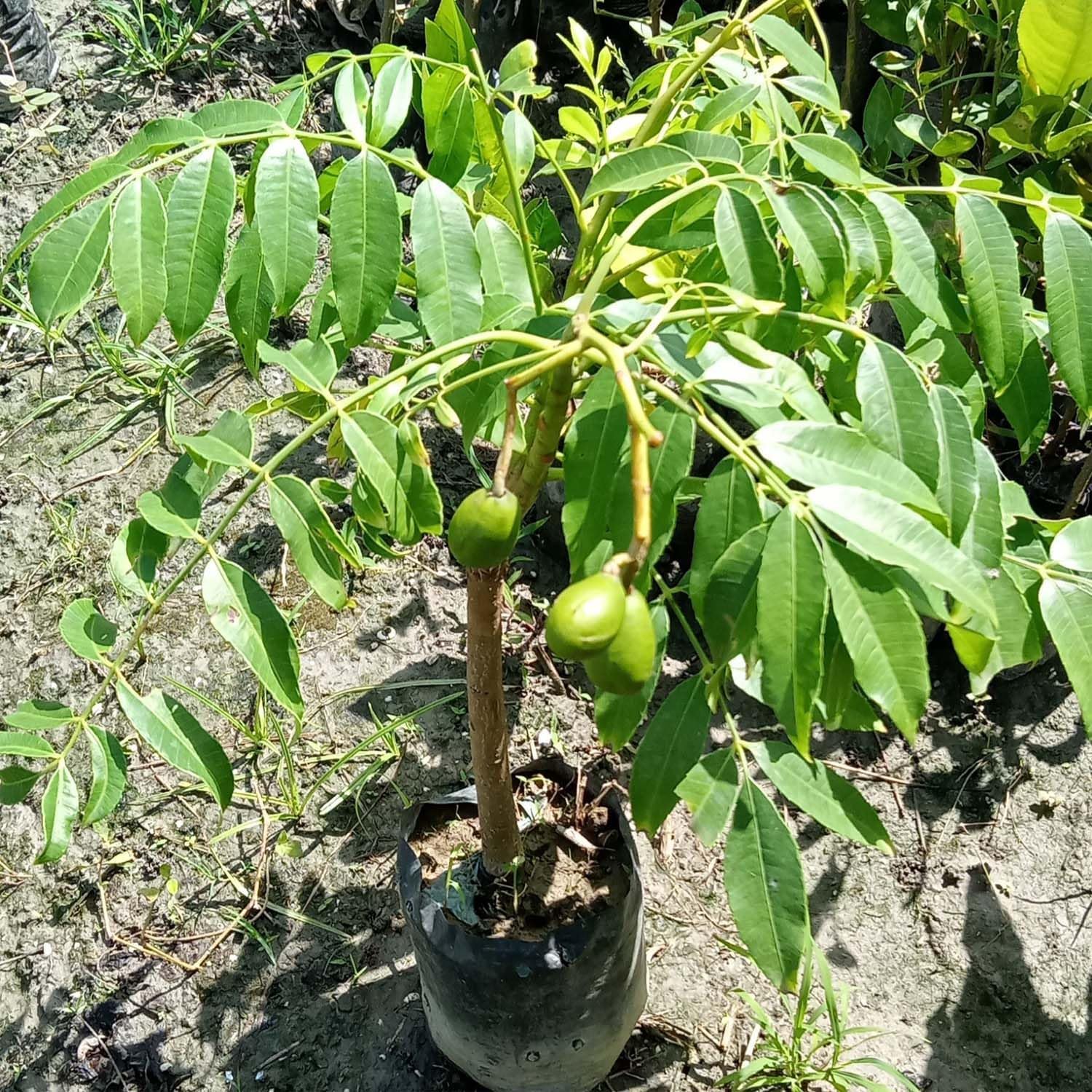 81-fhgl4rxL._SL1500_