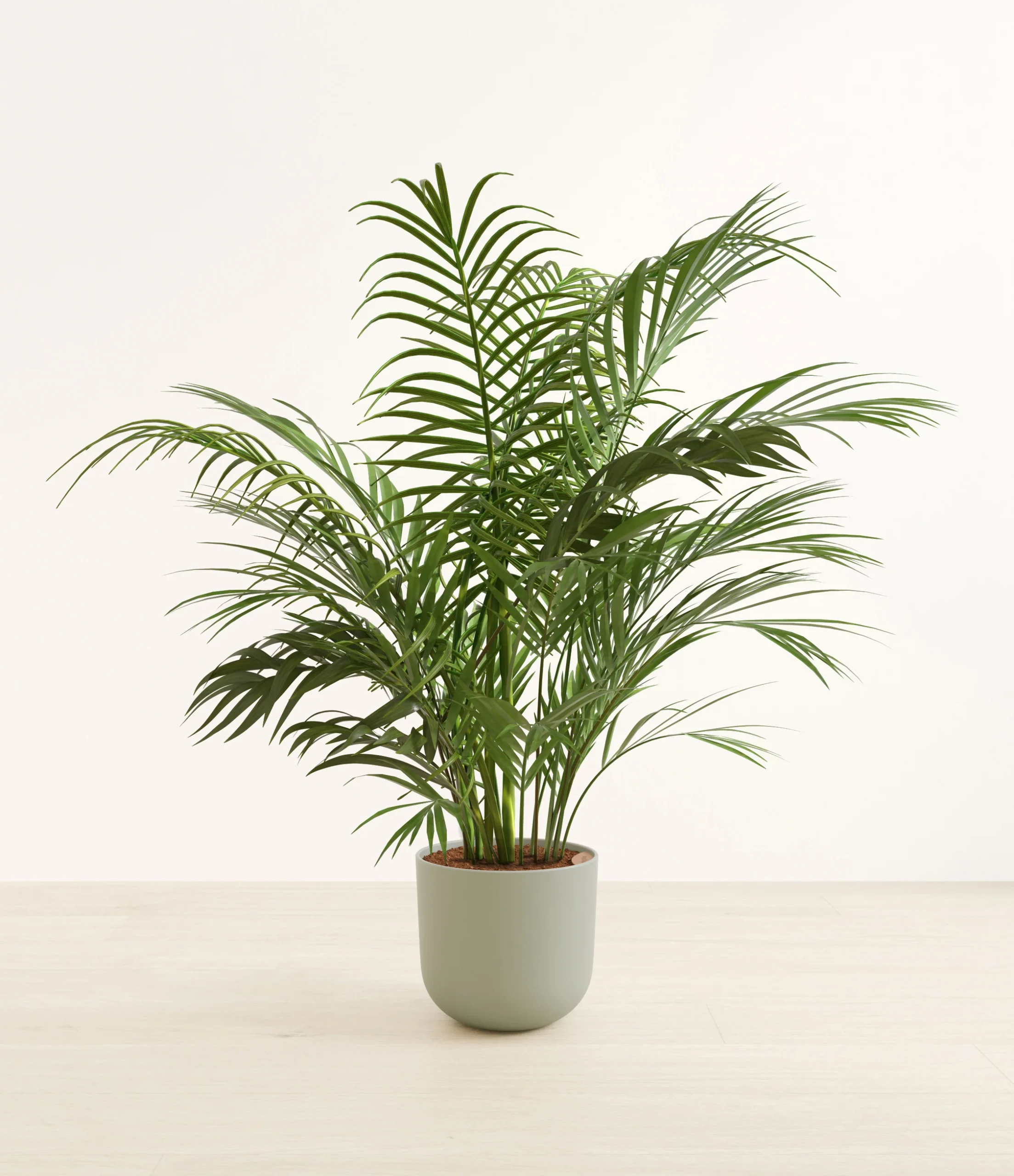 ArecaPalmHuge_Sage_Green_5f472c11-1d8d-4e69-976c-be2a4a9f0cc7