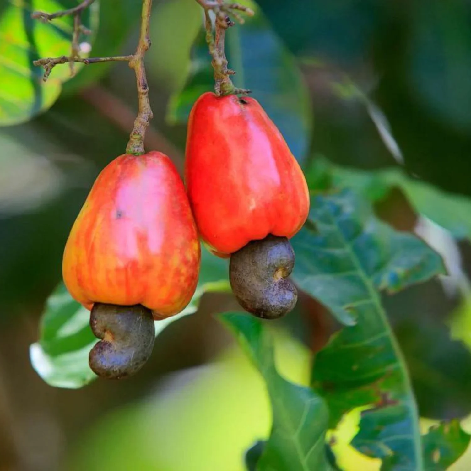 CashewNut_KajuPlant_Anacardiumoccidentale_FruitLivePlant-Seed2Plant-1