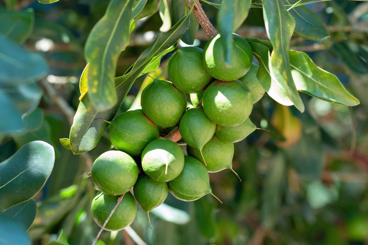 How-to-Grow-and-Care-for-a-Macadamia-Nut-Tree-Featured