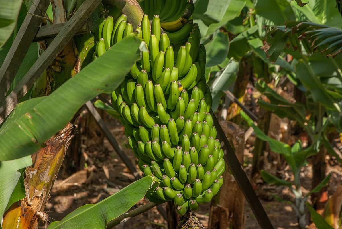 Hybrid-Banana-Varieties5