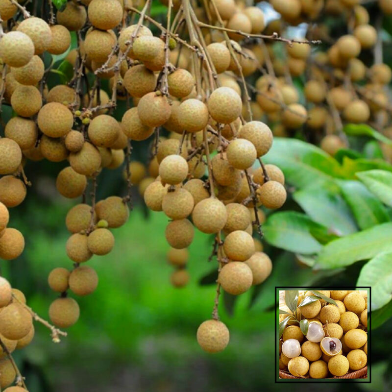 Dragon Eye Longan Grafted Fruit Live Plants & Tree(1-2 Feet Size