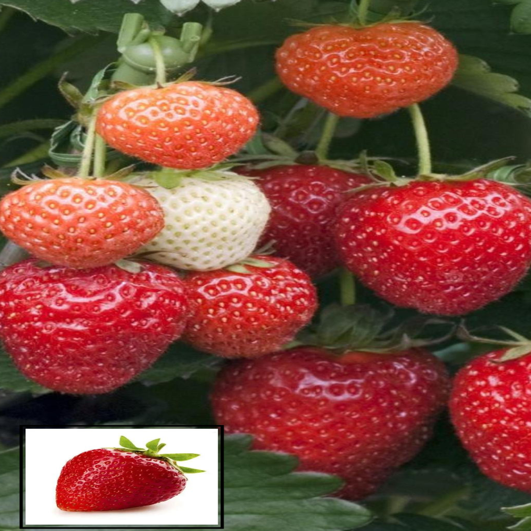 Live Red Strawberry Fruit Plant - Healthy Hybrid Strawberry Plants for Home Garden