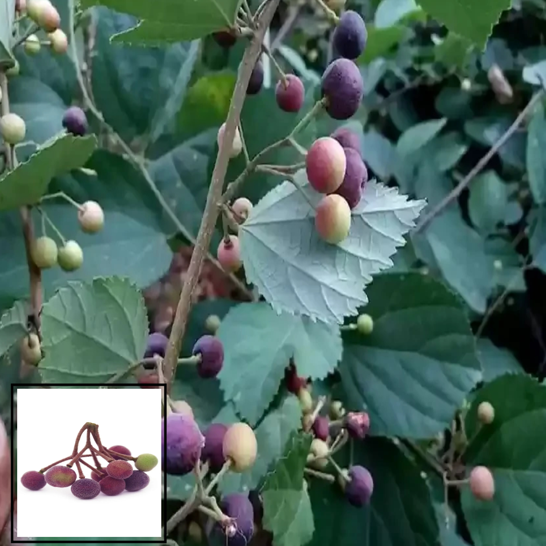 Phalsa Falsa Berry Fruit (Air Layering/Grafted) Live Plants & Tree(1.5-3 Feet Size)