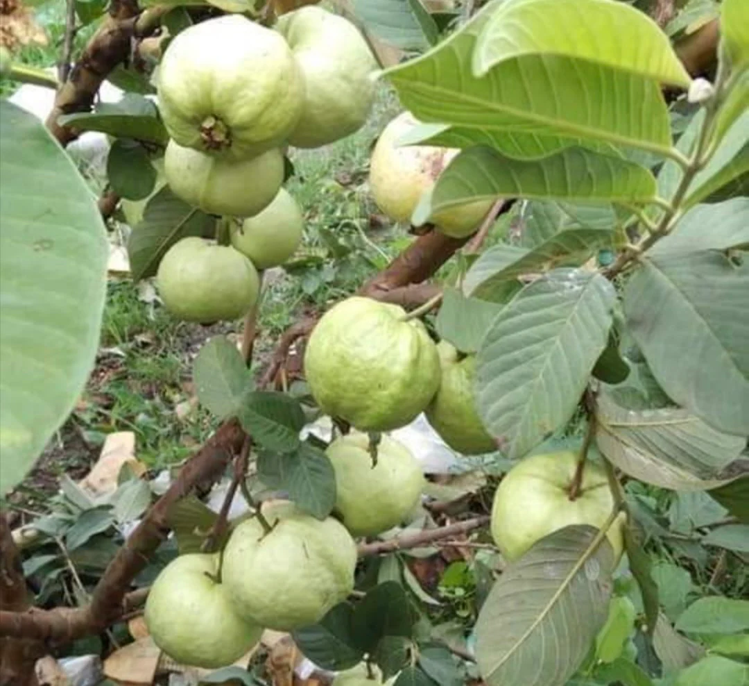 Puspita_nursery_golden_8_guava_1024x1024@2x
