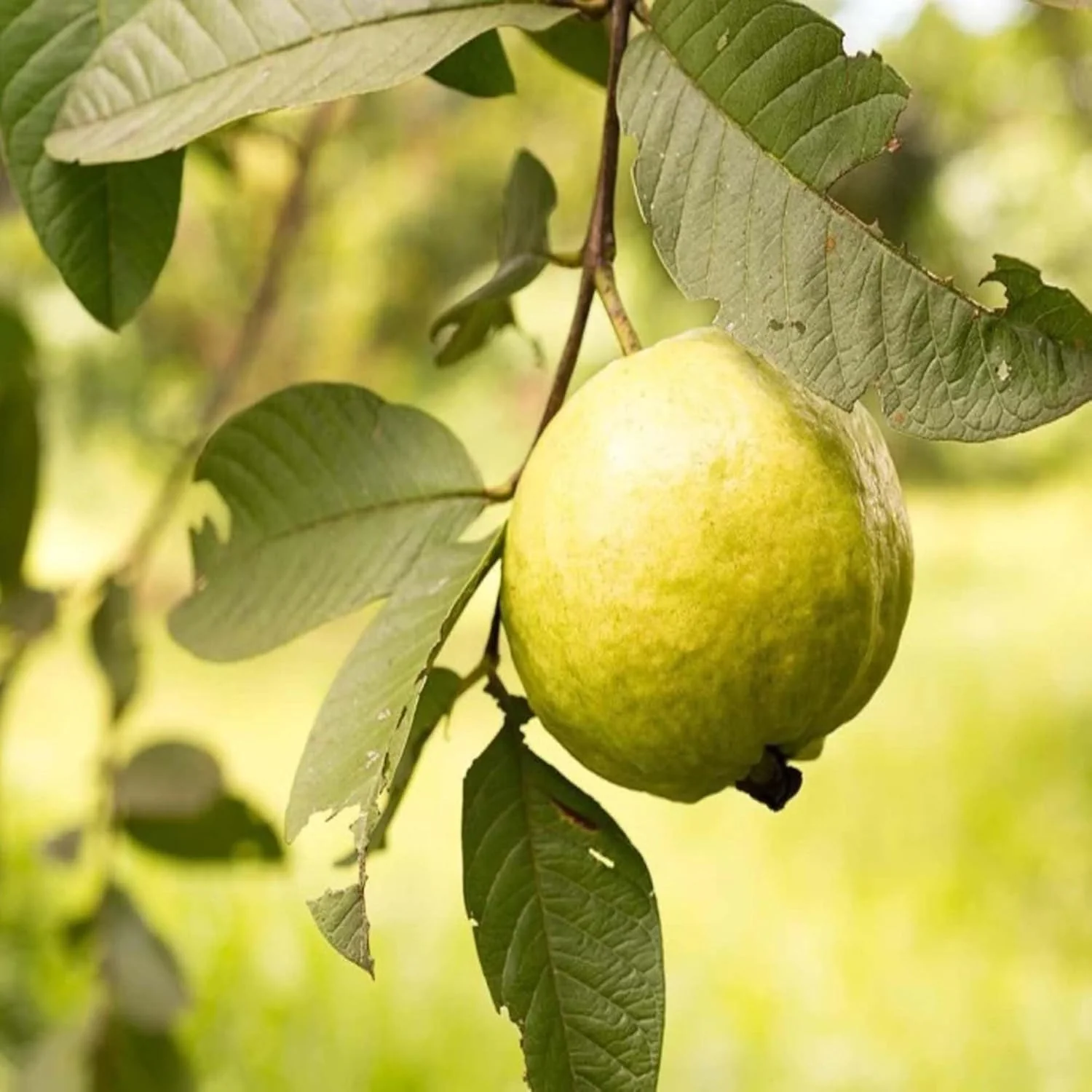 Puspitanurserygolden8guava3_1024x1024@2x