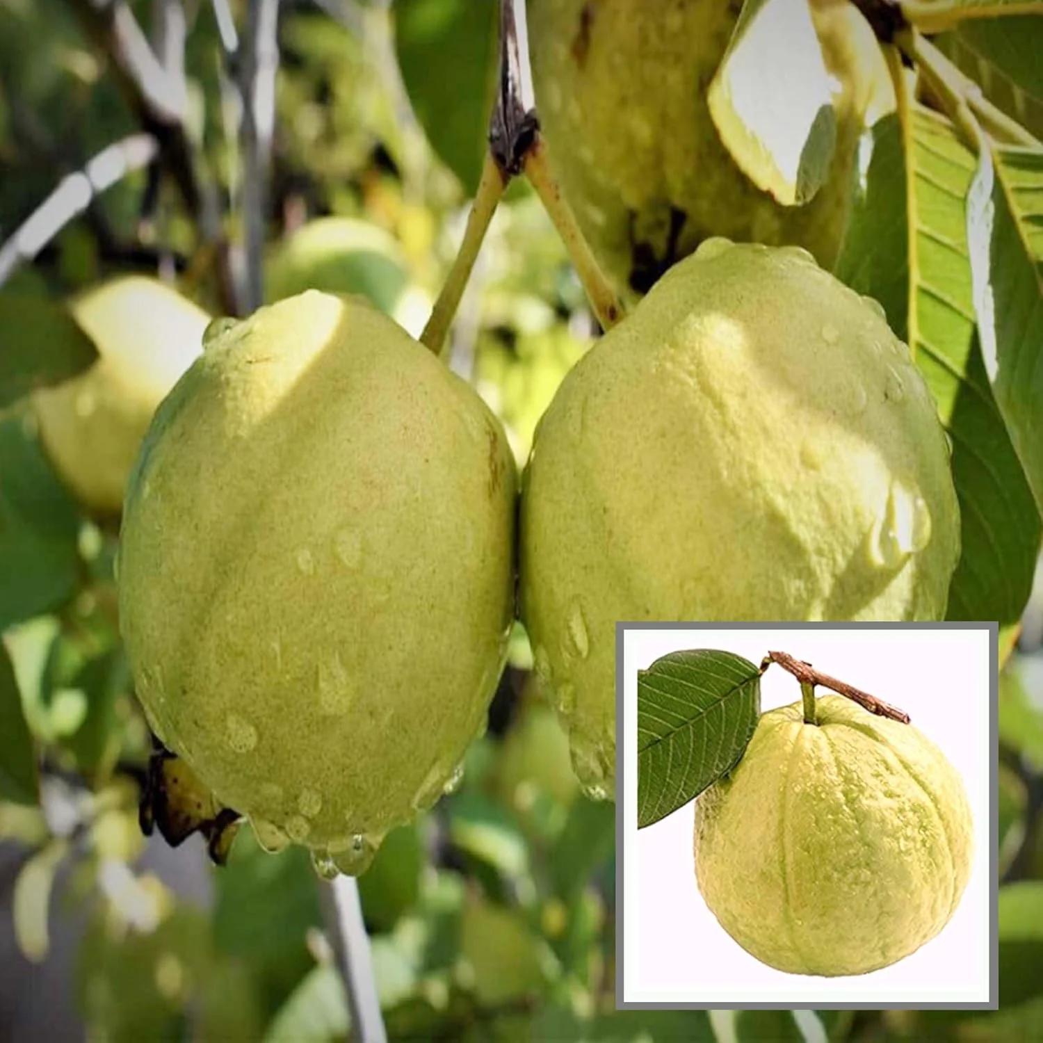 Guava Thai Golden 8 Amrood Variety Fruit (Air Layering/Grafted) Live Plants & Tree(1.5-3 Feet Size)