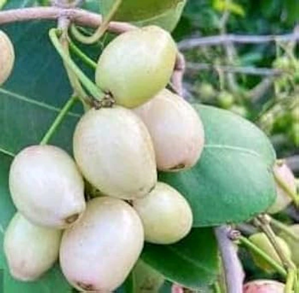 White Jamun Jambolan Variety Grafted Jam Fruit Live Plants & Tree(1.5-3 Feet Size)