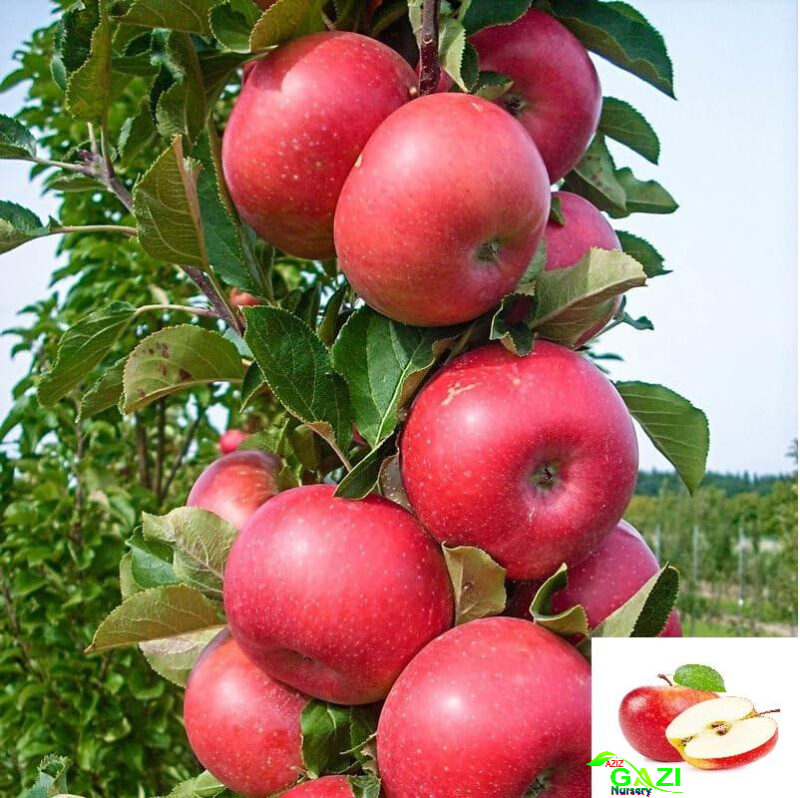 Apple Red Gala Variety Grafted Seb Fruit Live Plants & Tree(1.5-3 Feet Size)