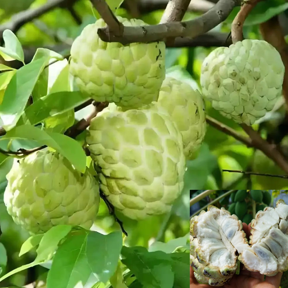 Custard Apple Super Golden Sitafal Ata Variety Sugar Apple Fruit Grafted Live Plants & Tree(1.5-3 Feet Size)