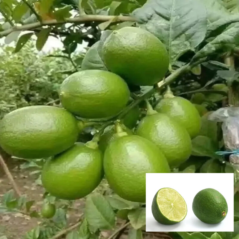 Nimbu Seedless All Time Lemon Variety Fruit (Air Layering/Grafted) Live Plants & Tree(1-2 Ft Size)