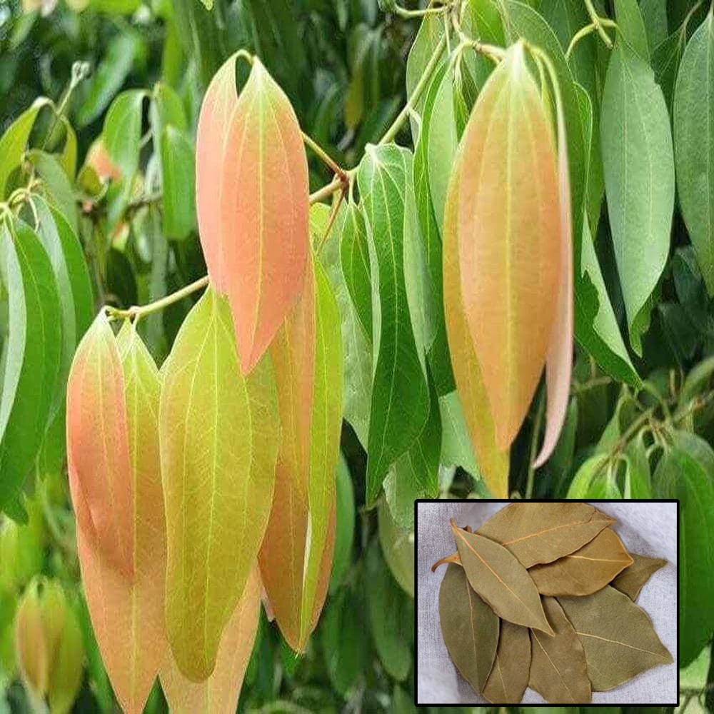 Tej Patta Indian Bay Leaf Cinnamomum Tamala Patram Spice Live Plants & Tree(1.5-3 Feet Size)