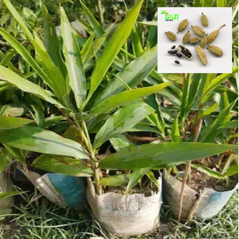Elaichi Cardamom Spice Live Plants & Tree(1-2 Feet Size)