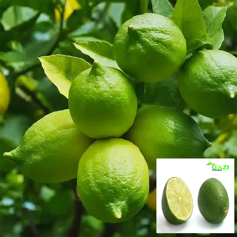 Nimbu Gandharaj Aroma king Lemon Nimbu Layering/Grafted Fruit Live Plant (1-2 Feet Height)