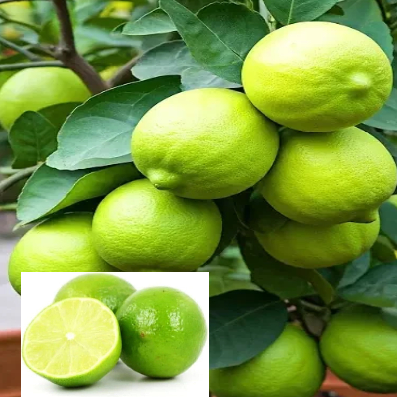 Nimbu All Time Calcutta Pati Lemon Variety Fruit (Air Layering/Grafted) Live Plants & Tree(1-2 Ft Size)