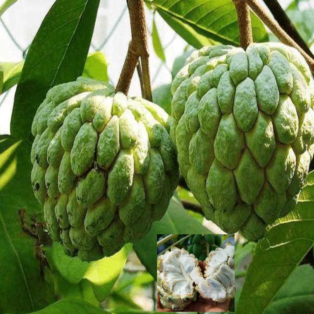 Custard Apple Sitafal Ata Variety Sugar Apple Fruit Grafted Live Plants & Tree(1.5-3 Feet Size)