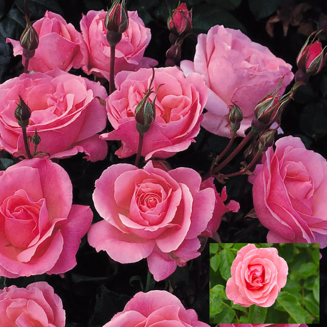 Pink Colour Button Miniature Rose Fragrant Flower Live Plants & Tree(1-2 Feet Size)