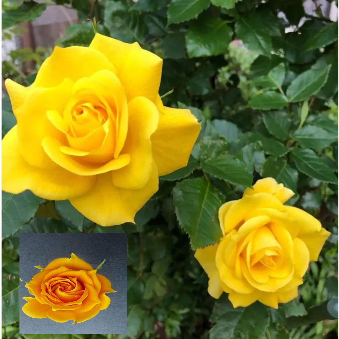 Yellow Rose Fragrant Flower Live Plants & Tree(1-2 Feet Size)