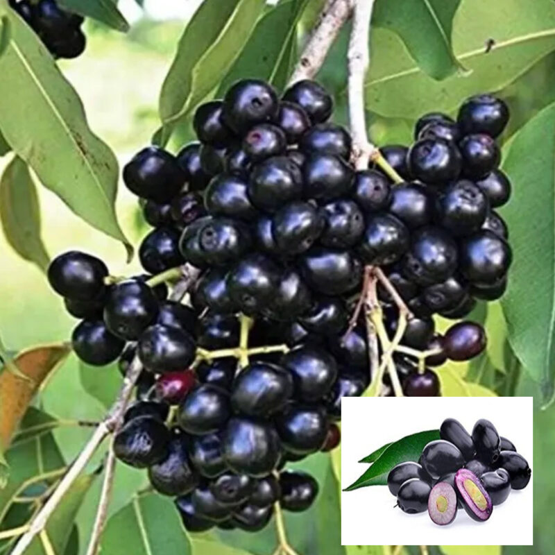 Black Jamun Jambolan Variety Grafted Jam Fruit Live Plants & Tree(1.5-3 Feet Size)