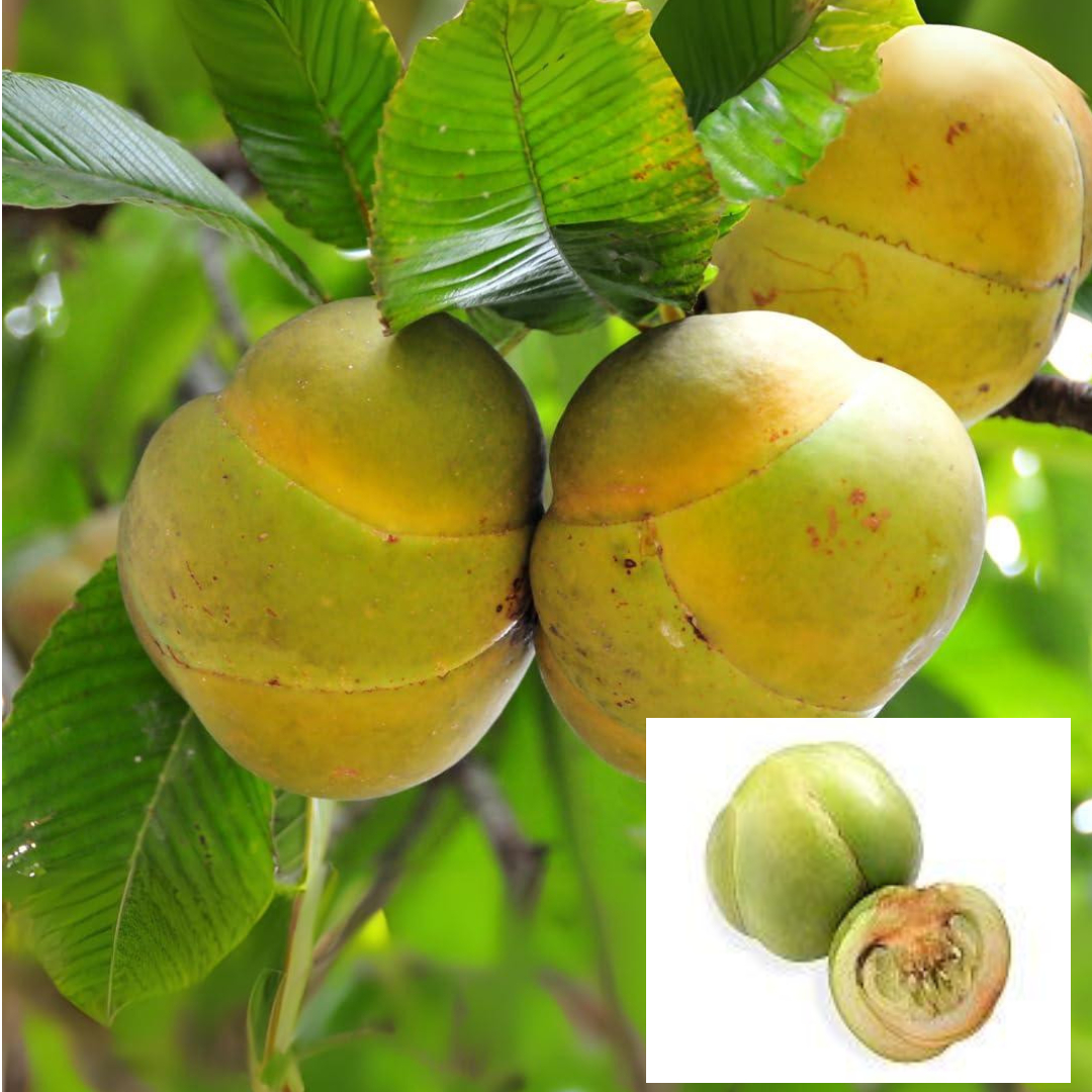 Elephant Apple Chalta Dillenia Indica Fruit Live Plants & Tree(1.5-3 Feet Size)