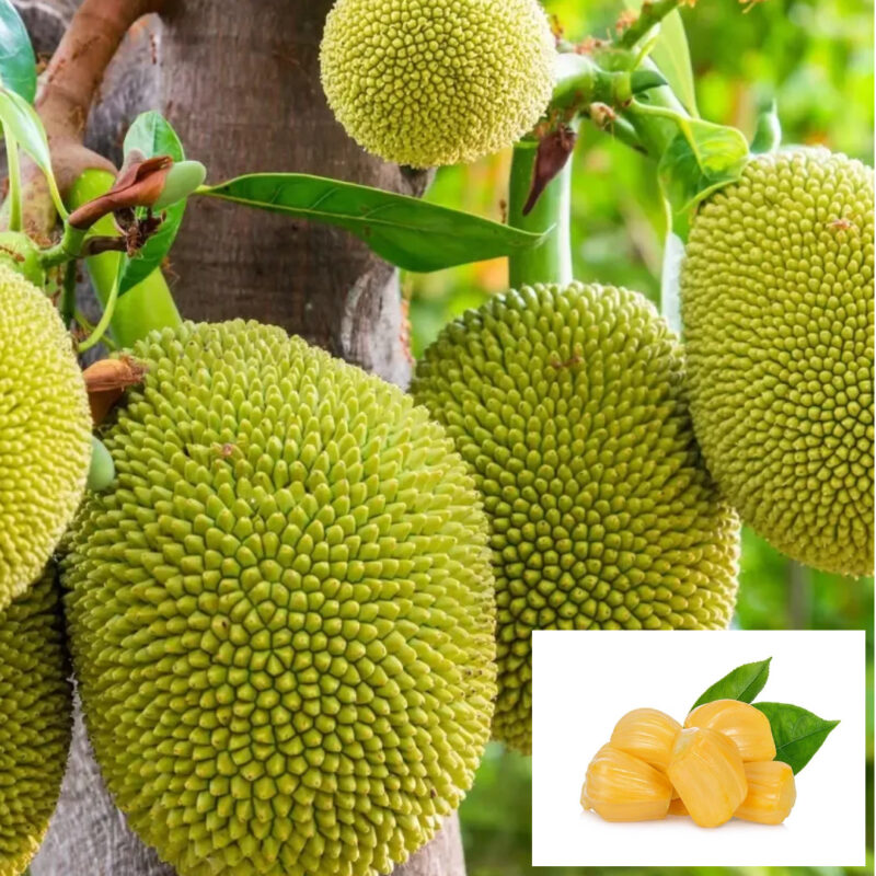 Jackfruit Thai All Season Varikka Katahal Panasa Chakka variety Grafted Fruit Live Plants & Tree (1.5-3 Feet Size)