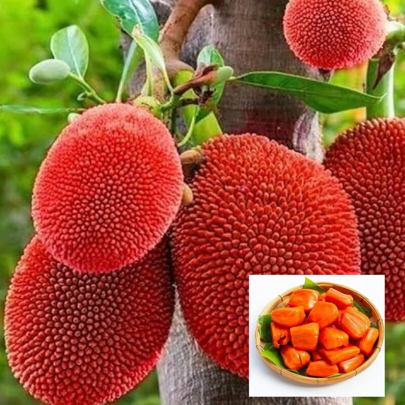 Jackfruit Red Sindoor Siddu Varikka Katahal Panasa Chakka variety Grafted Fruit Live Plants & Tree (1.5-3 Feet Size)