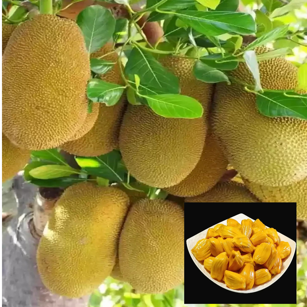 All Time Jack Fruit Katahal Grafted Live Plant (1.5-3 Feet Height)