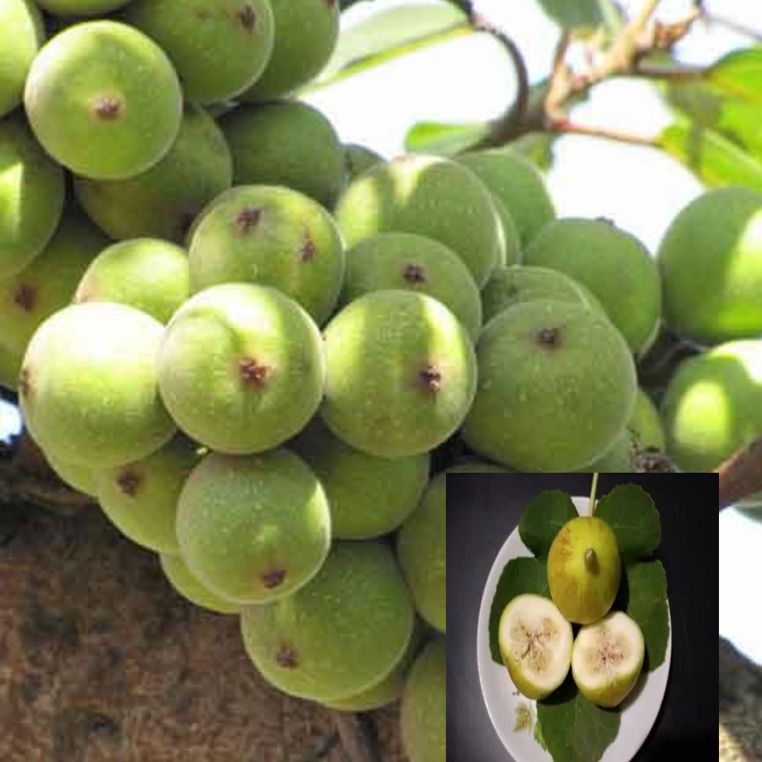 Cluster fig Dumur Live Plant (1.5-3 Feet height)