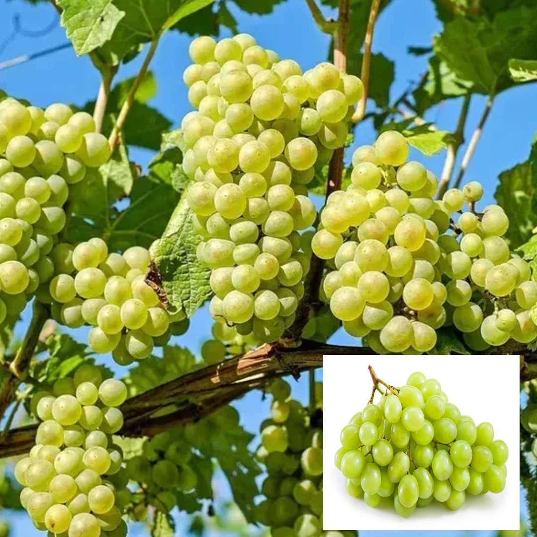 Grapes Green Variety Angoor Fruit (Air Layering/Grafted) Live Plants & Tree (1 Feet height)
