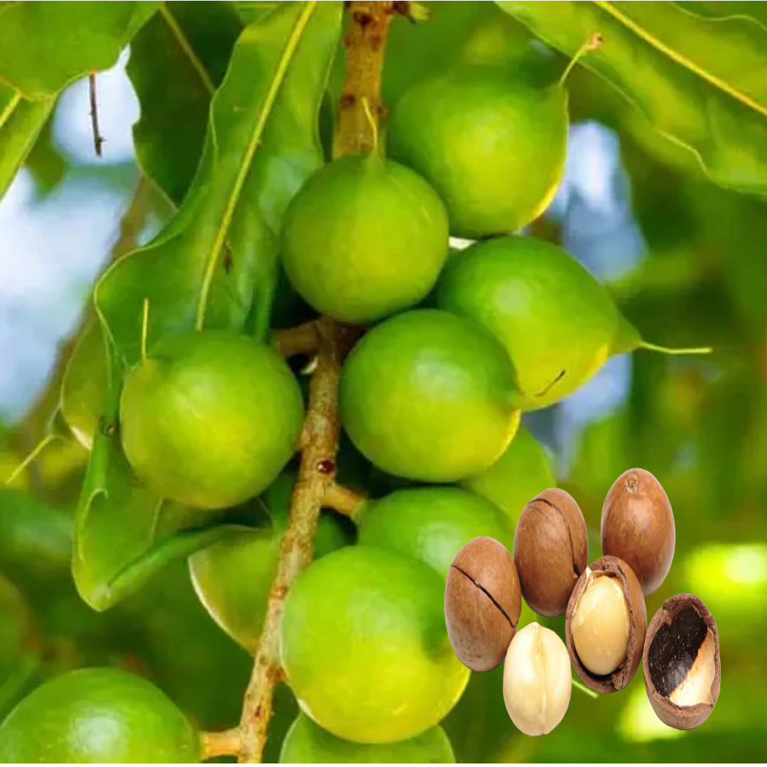 Macadamia Nut Variety Fruit Live Plants & Tree(1-2 Feet Size)