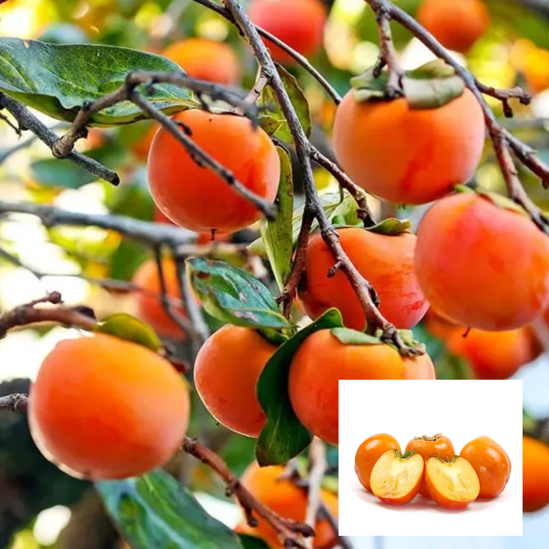 Eureka Persimmon Variety Fruit Grafted Live Plants & Tree(2-3 Feet Size)